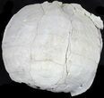 Inflated Fossil Tortoise (Stylemys) - South Dakota #39095-1